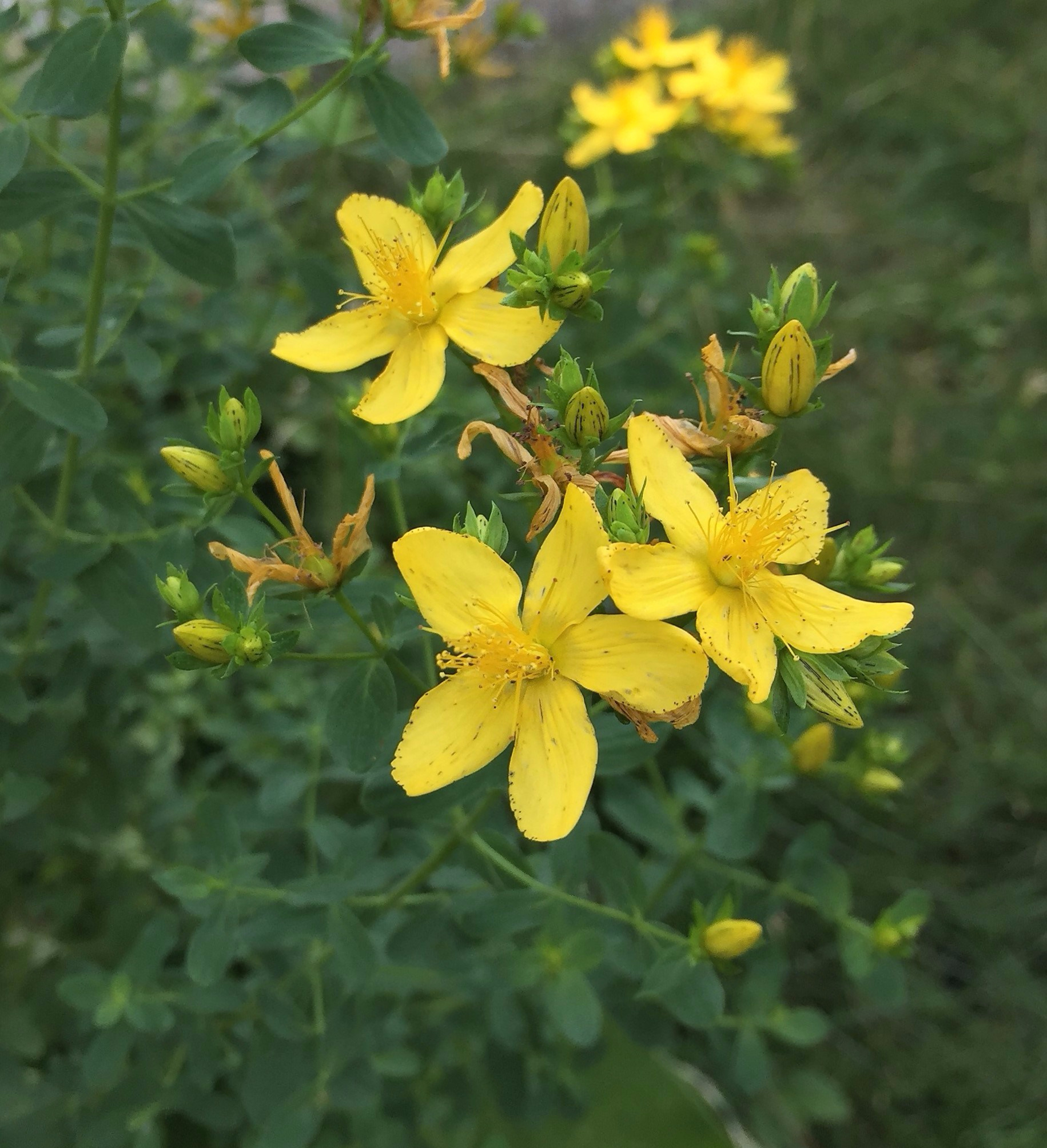 Johanniskraut Johanniskrautblüte