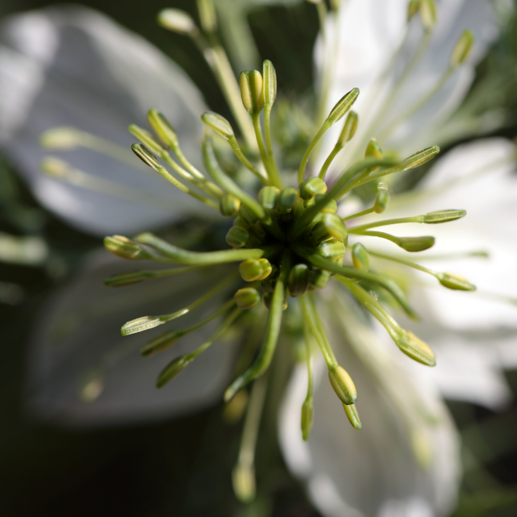 Blüte des Schwarzkümmels